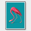 Greater Flamingo