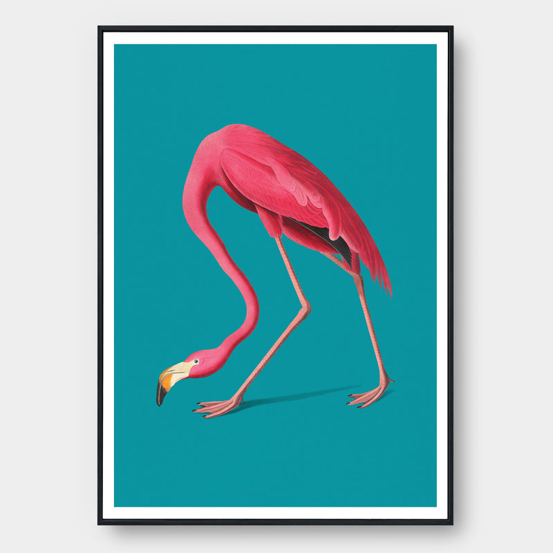 Greater Flamingo