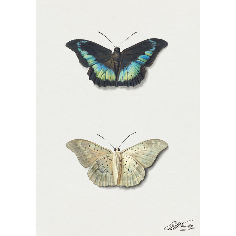 Watercolor Butterfly Science Poster