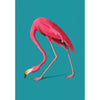 Greater Flamingo