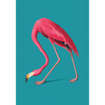 Greater Flamingo