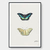 Watercolor Butterfly Science Poster