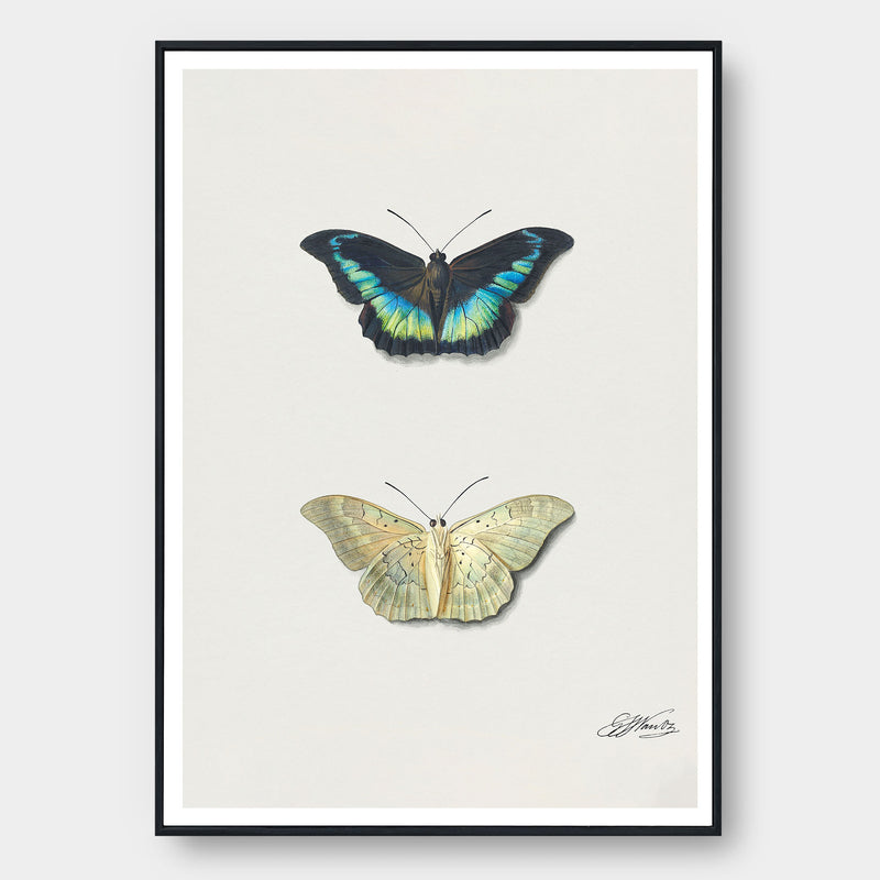 Watercolor Butterfly Science Poster